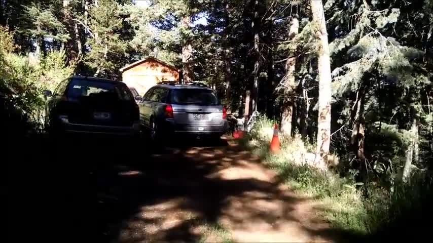 Bear stuck in car