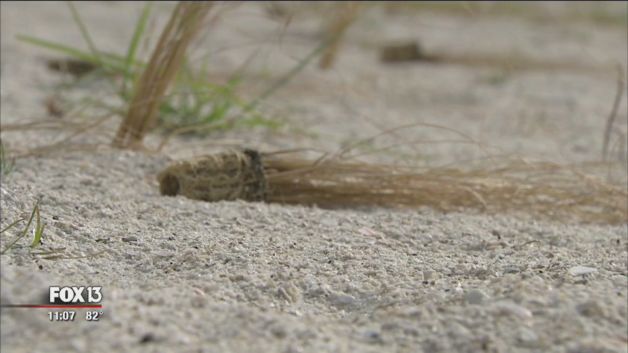 Thousands of freshly-planted sea oats destroyed