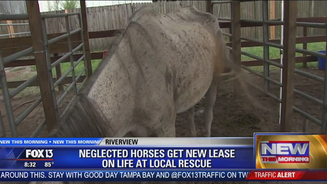 Neglected, abused horses get second chance at life