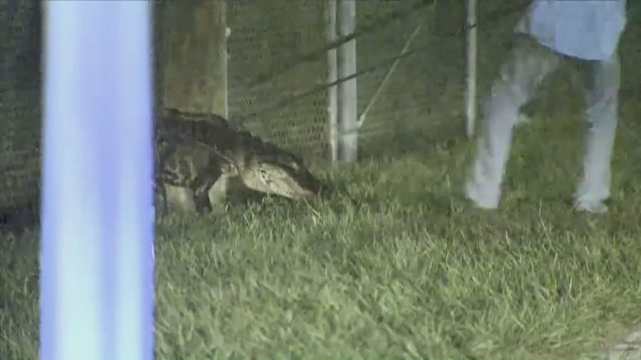 Miami alligator trapped