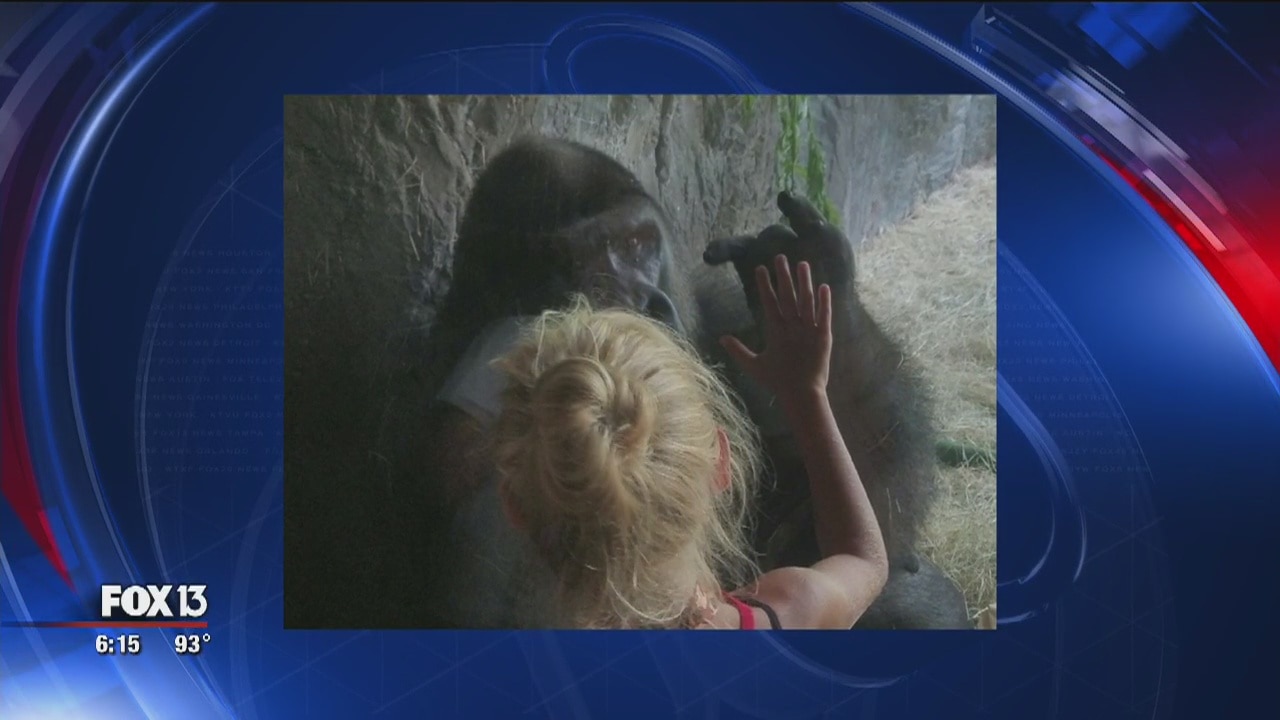 Photo shows encounter between girl and gorilla
