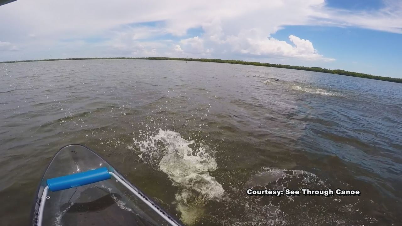 Canoeist captures video of dolphin tossing mullet