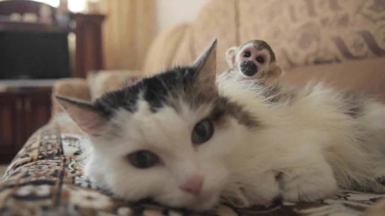 Cat adopts monkey