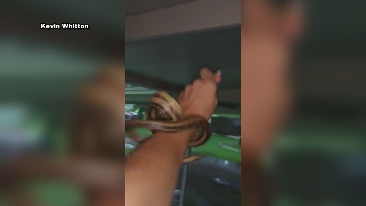 Snake tries to break into home