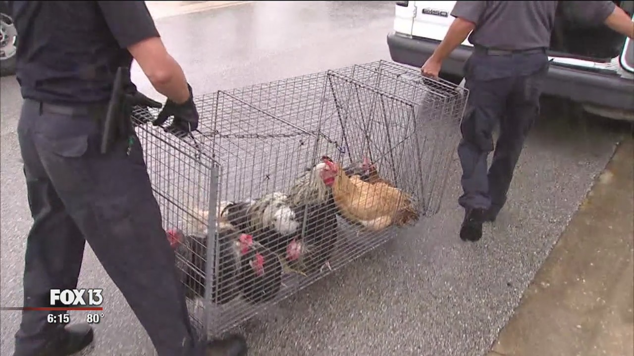 Deputies: 100 chickens in Port Richey home