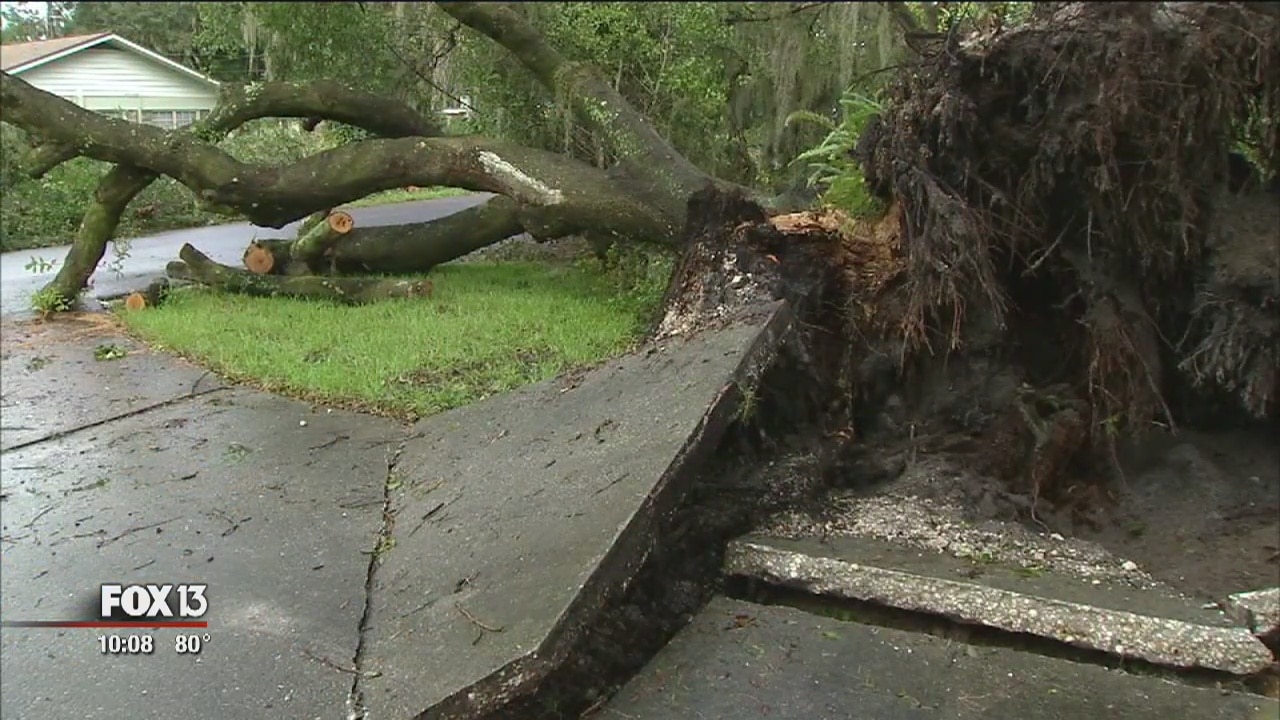 Uprooted trees displace families in Valrico