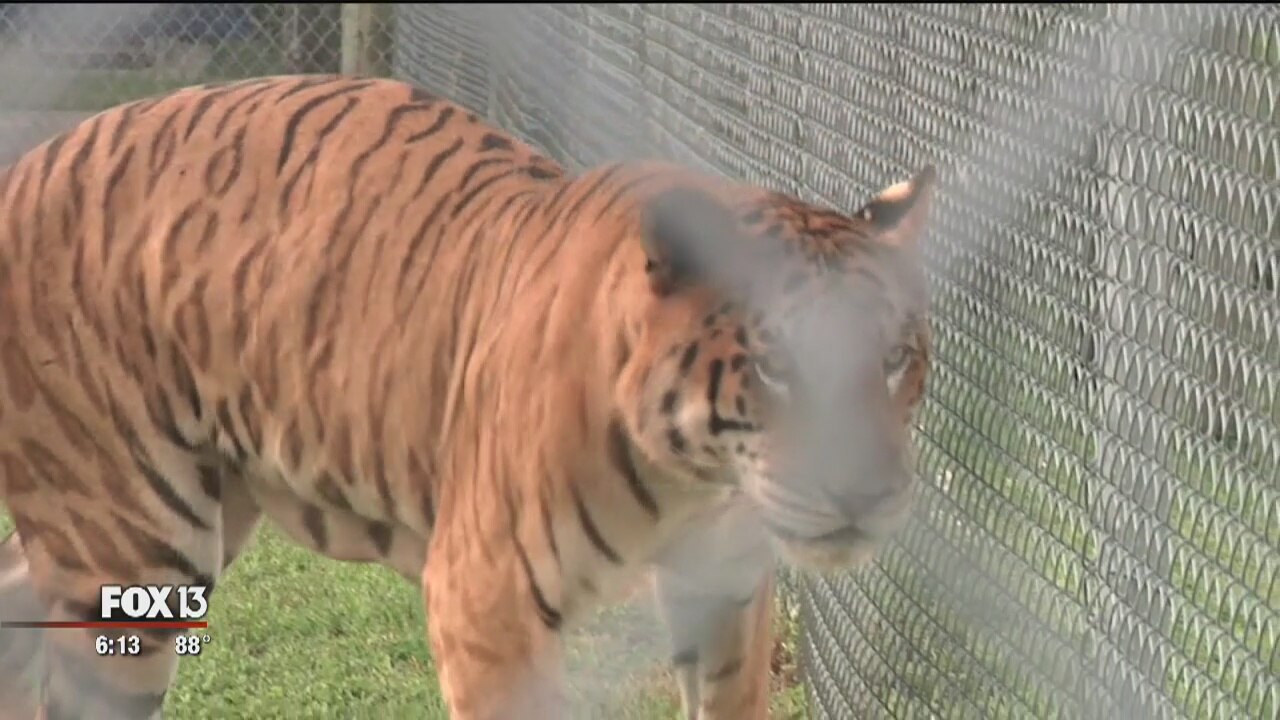 This rare tigon is one cool cat