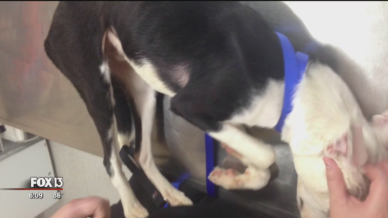 Deputies: Dog starved, brough back to shelter