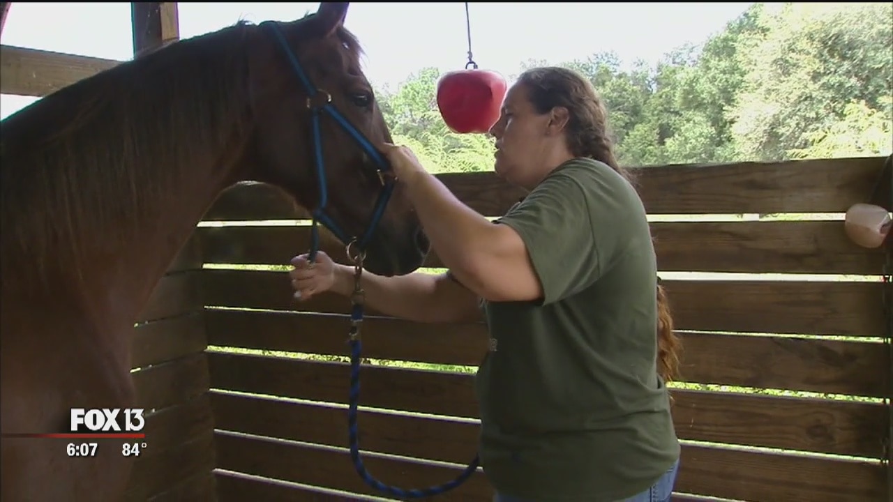 Bay Area farm works to curb horse slaughter