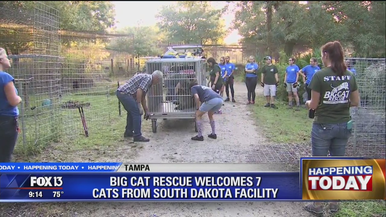 Big Cat Rescue welcomes 7 cats