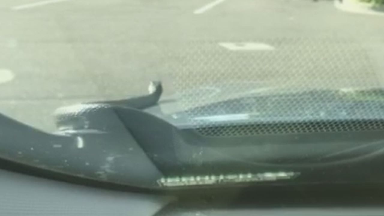 Snake pops out of hood