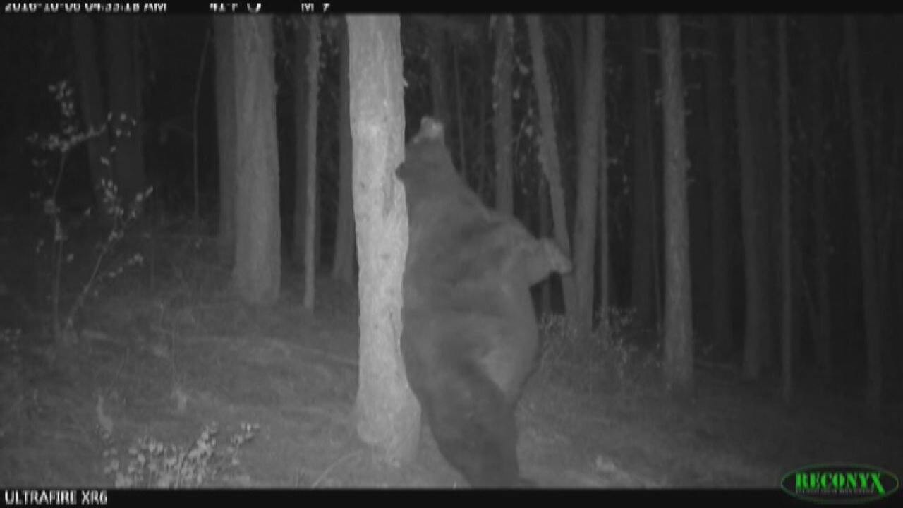 2016's best animal videos