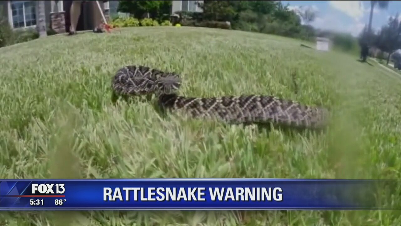 Rattlesnake warning