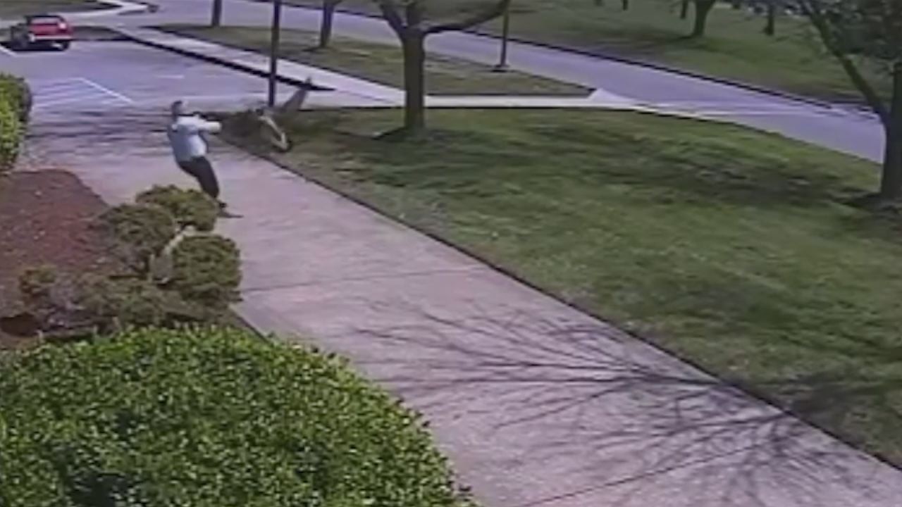 Angry goose attacks police officer