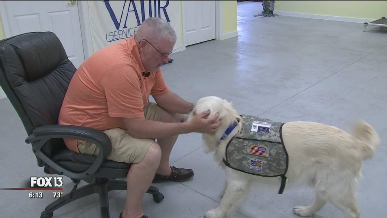 Vet gets life-changing service dog