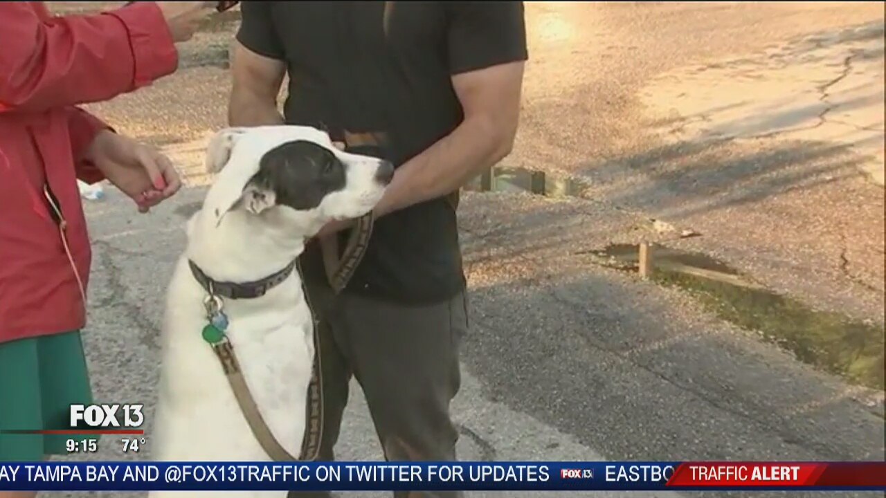 3-legged rescue dog saves owner from fire