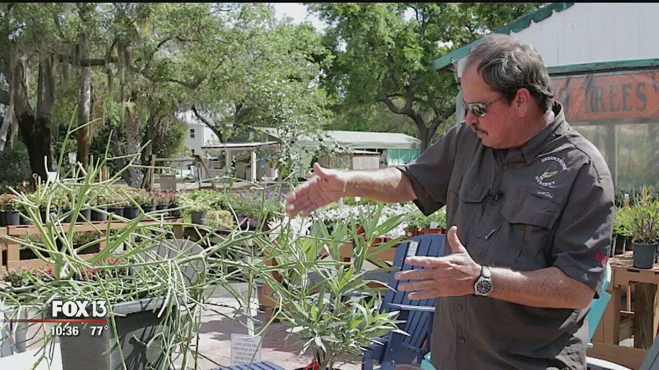 Gardeners, beware of this plant