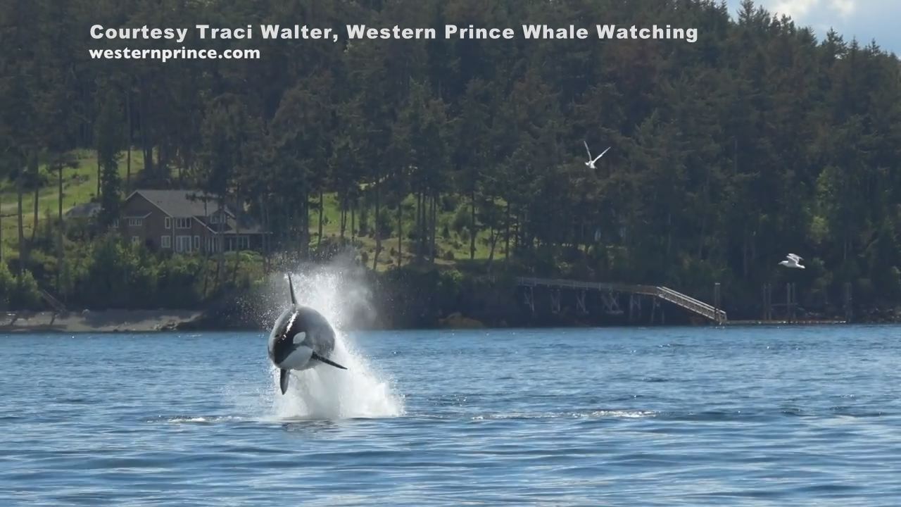 Killer whales put on a show