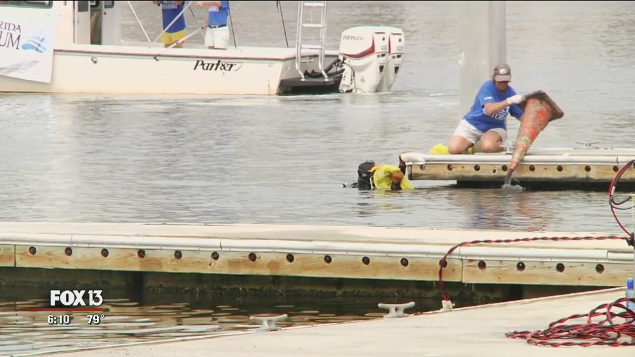 Cleaning Up Tampa Bay