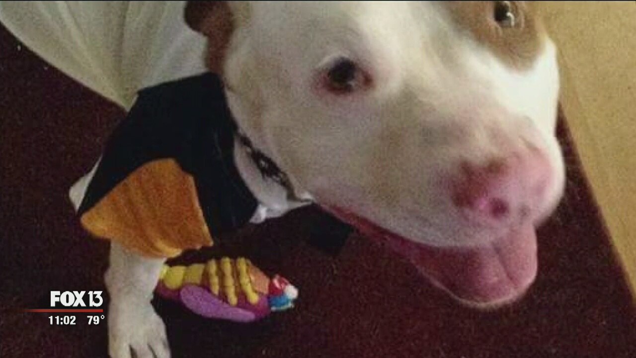 Dog taken from, returned to mentally disabled man