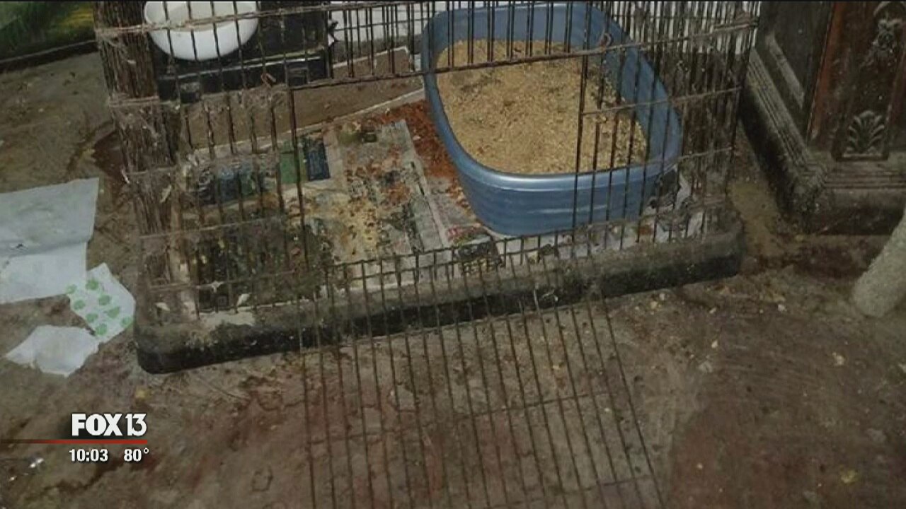 Dozens of cats seized from Inverness home