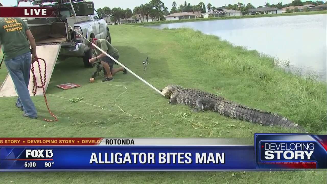 Alligator attacks diver on Florida golf course