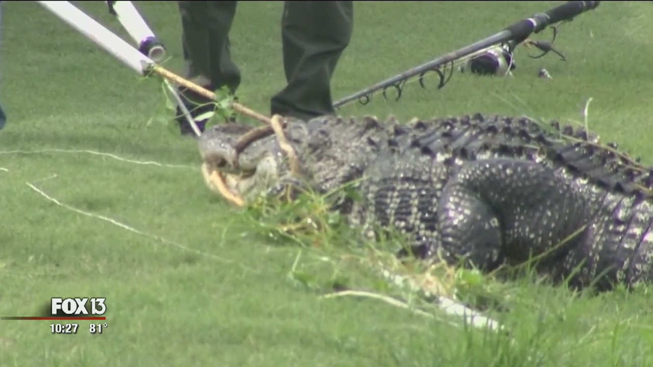 Golf ball diver recovering after alligator attack