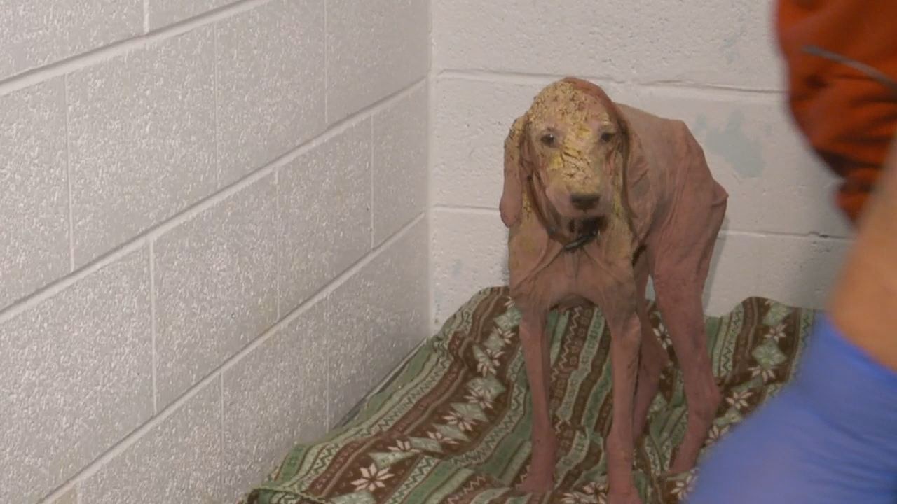 Dog found in Utah desert by off-roader