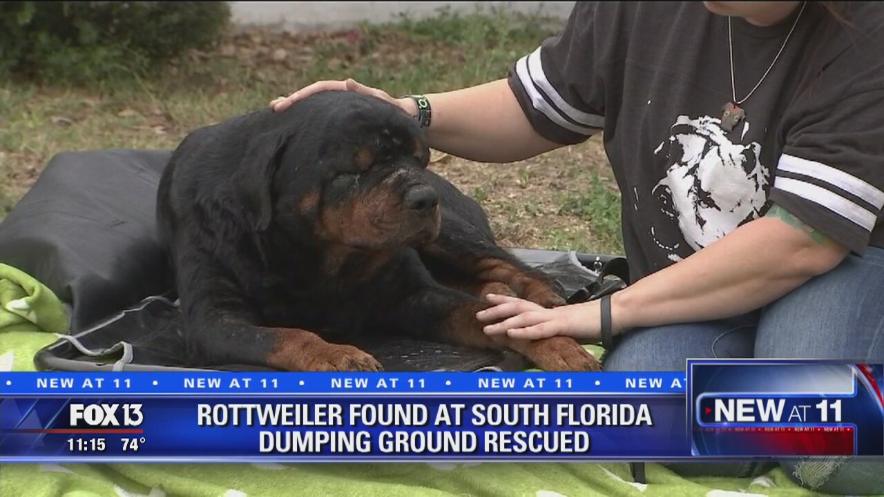Rotweiller found in Redlands fights to survive