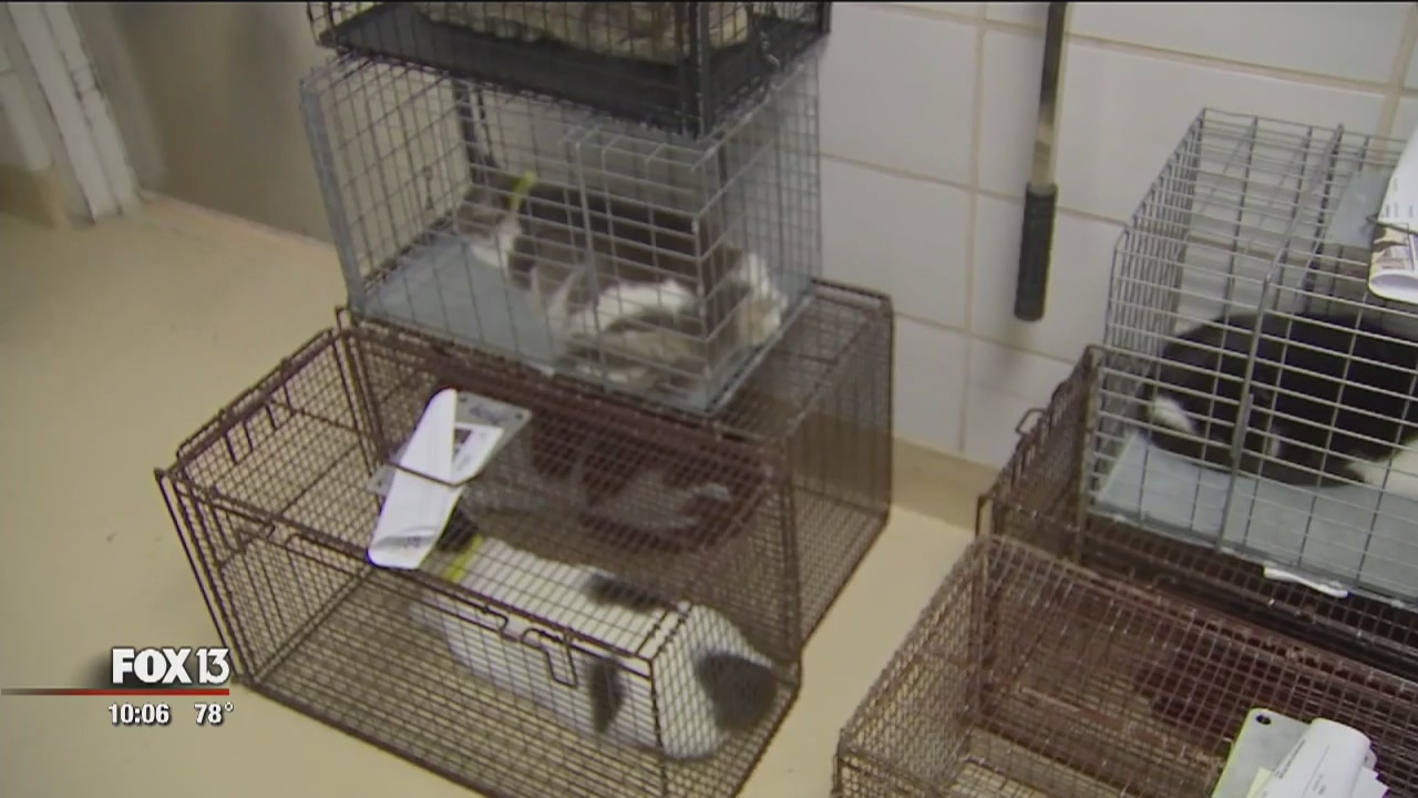 More than 200 cats seized from Fur ?N Feather Farm