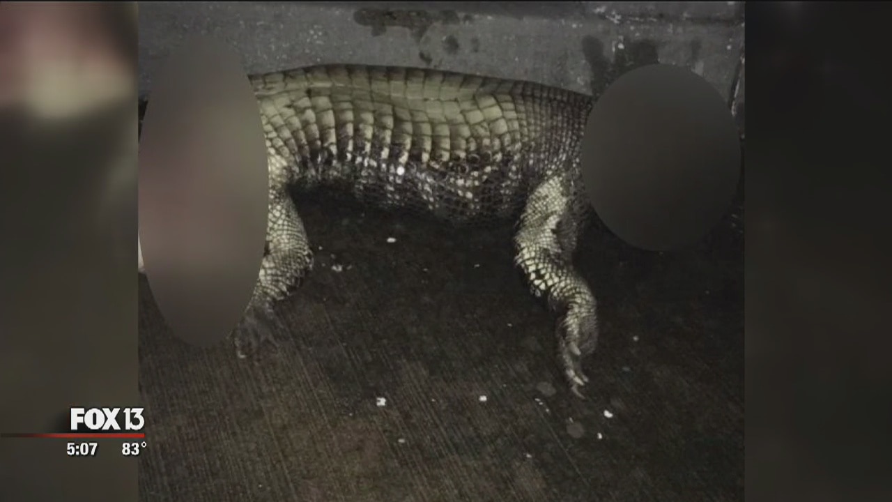 Another mutilated alligator found