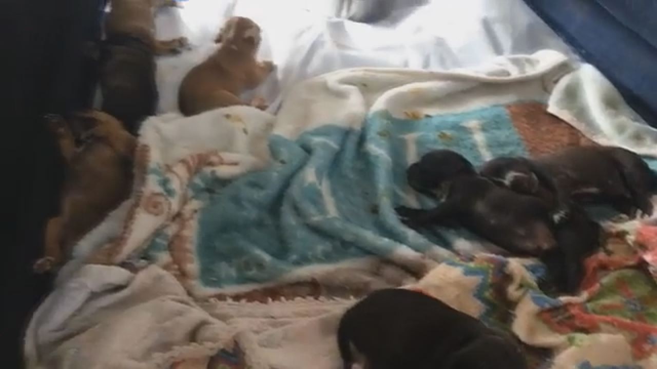 Emaciated Lab mix gives birth to 12 pups
