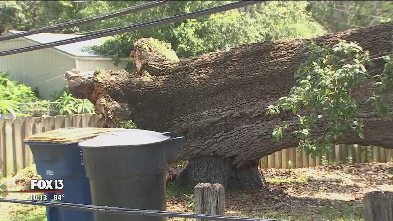 Large tree falls on car, apartment in Clearwater