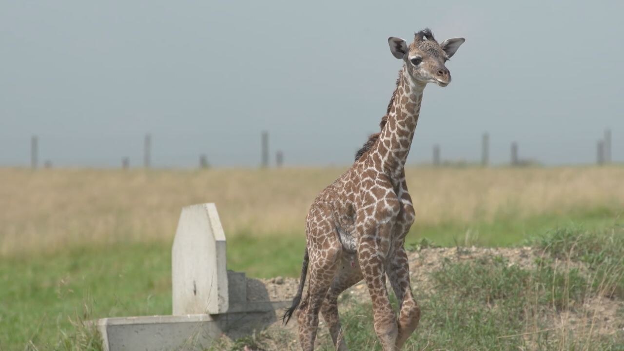 Baby giraffe takes first steps