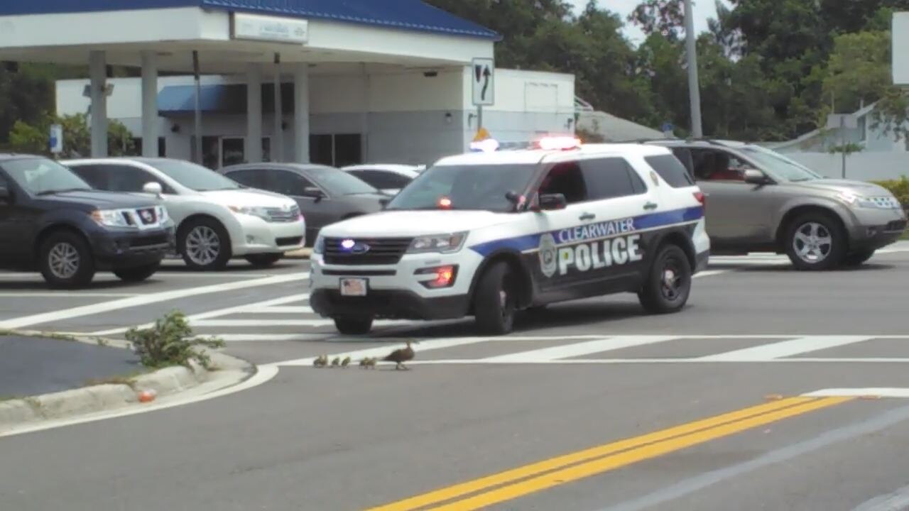 Clearwater officer escorts family of ducks across busy road