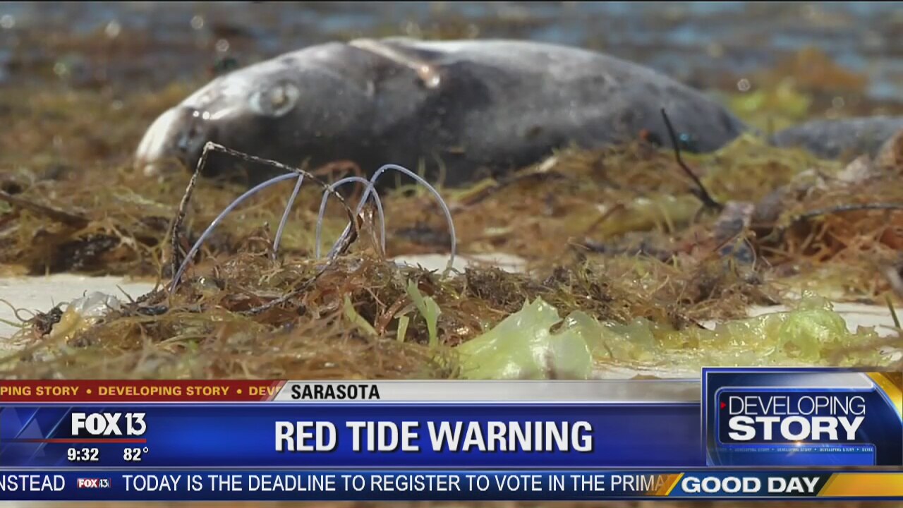 Red tide causing respiratory concerns