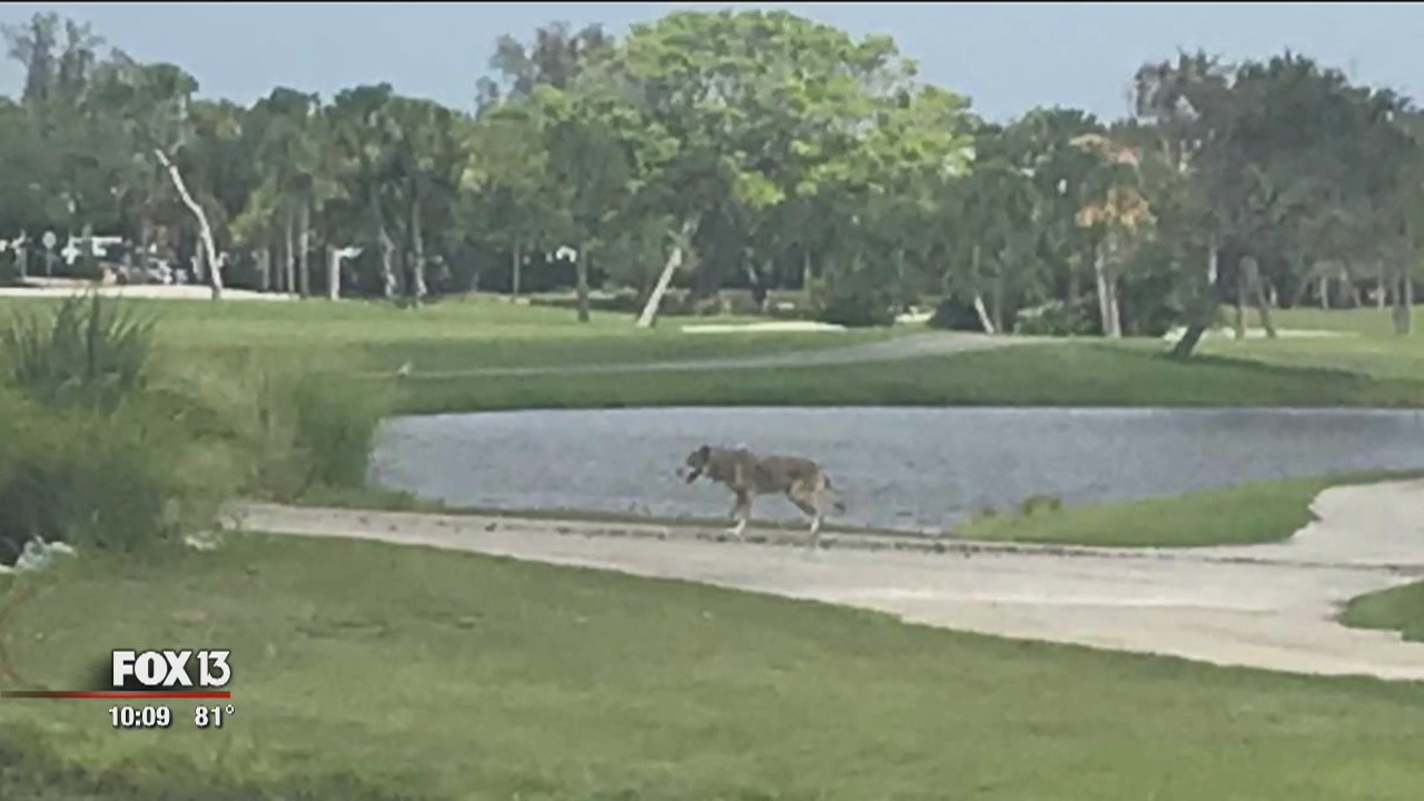 Coyote spotted roaming Longboat Key