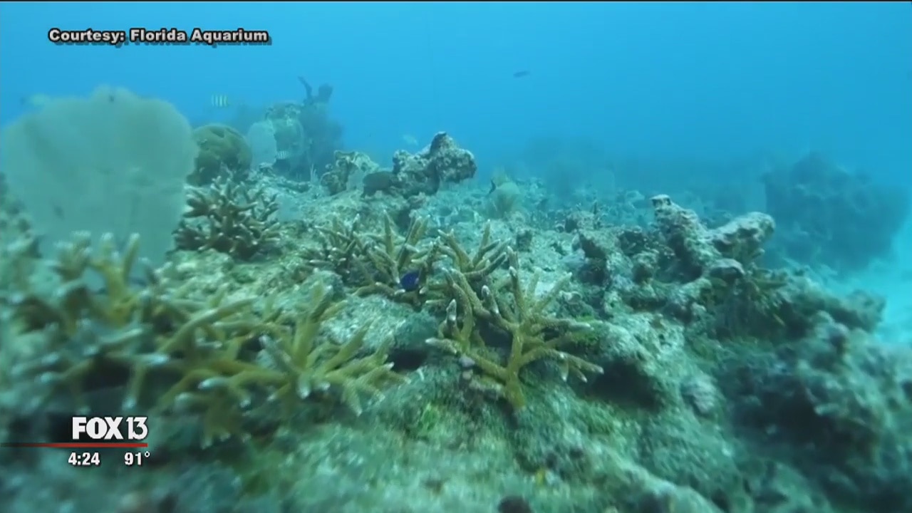 Florida Aquarium hopes to save coral