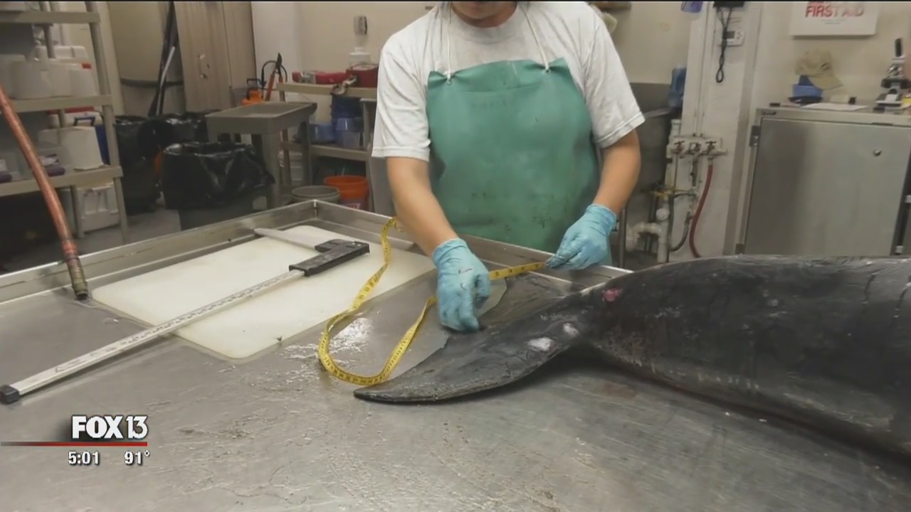 Dolphin death toll rises as red tide lingers