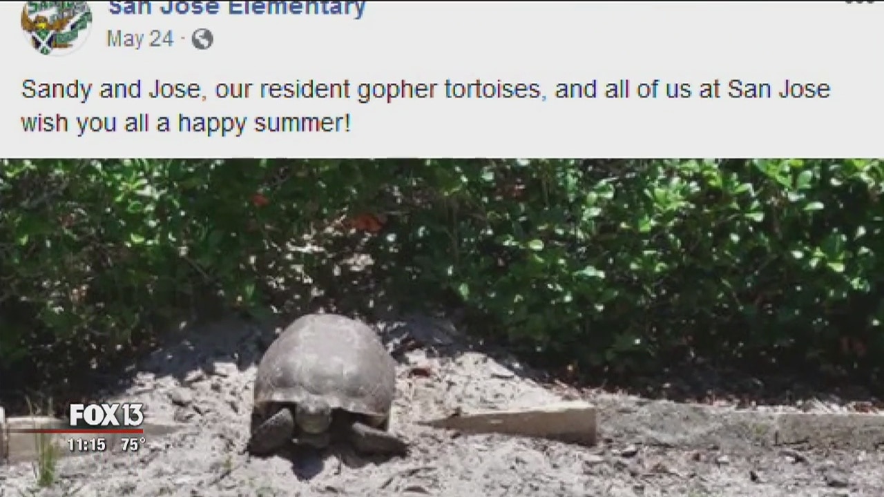 Video shows driver killing gopher tortoise