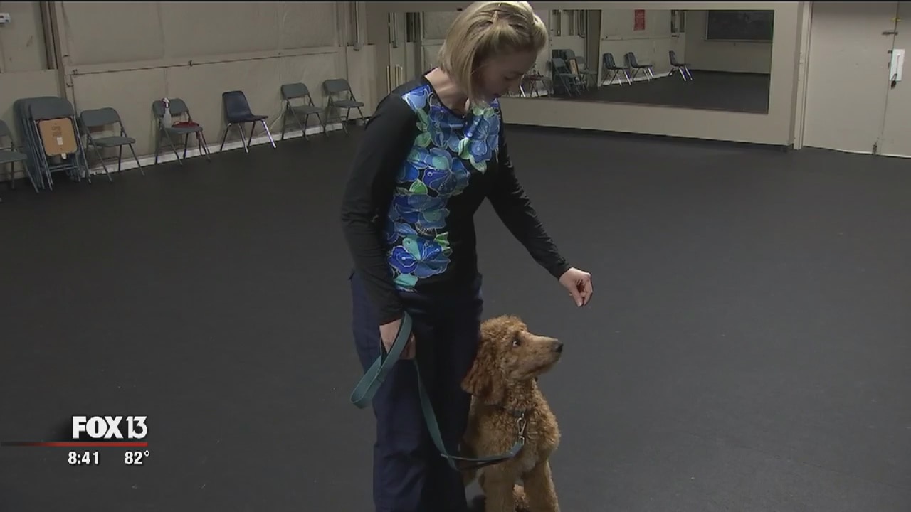On the Job: DogSense Obedience makes training fun