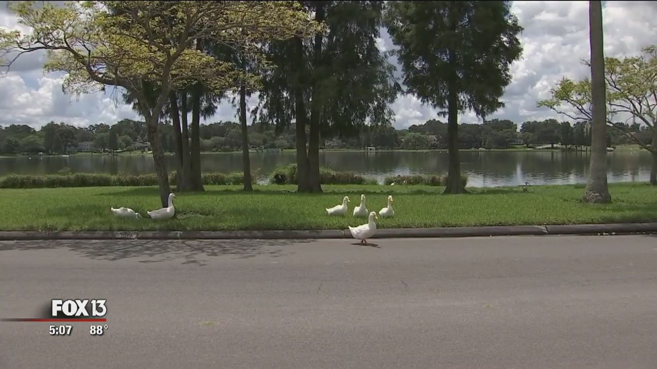Six swans hit by cars near Lake Morton