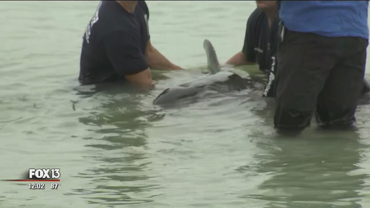 Whales stranded along Clearwater