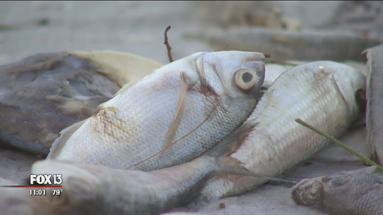 FWC executive order: Redfish, snook catch-and-release only