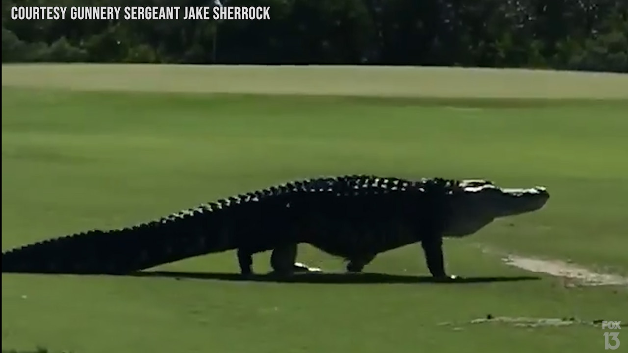 Giant alligator at MacDill