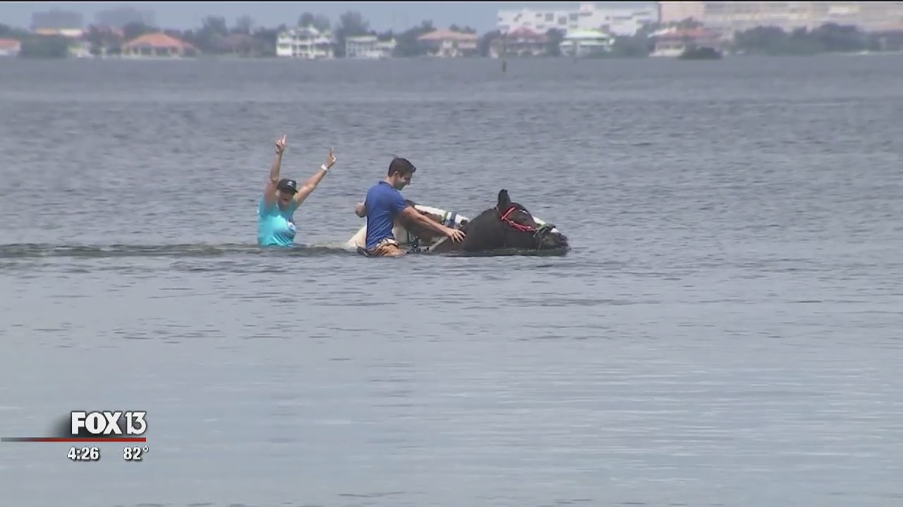 Explore Tampa Bay on horseback