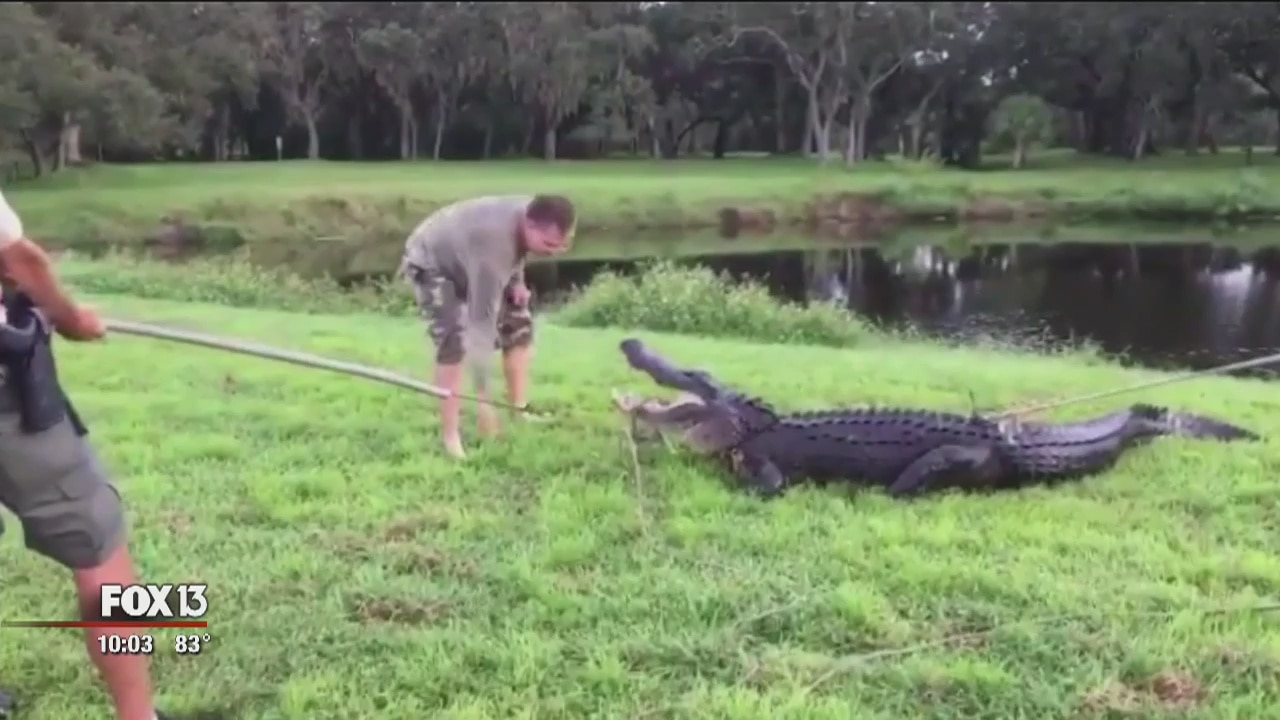 Man bitten by alligator while playing disc golf in Clearwater