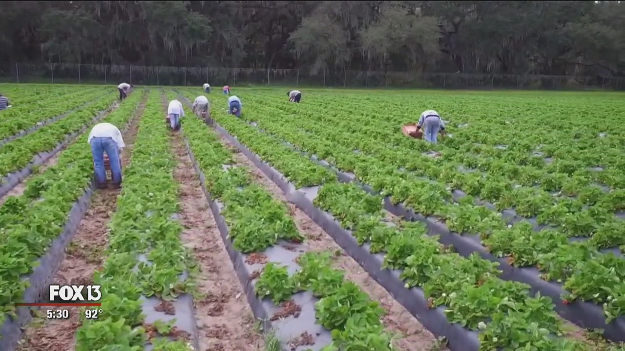 Farmers worry Florence limit strawberry season