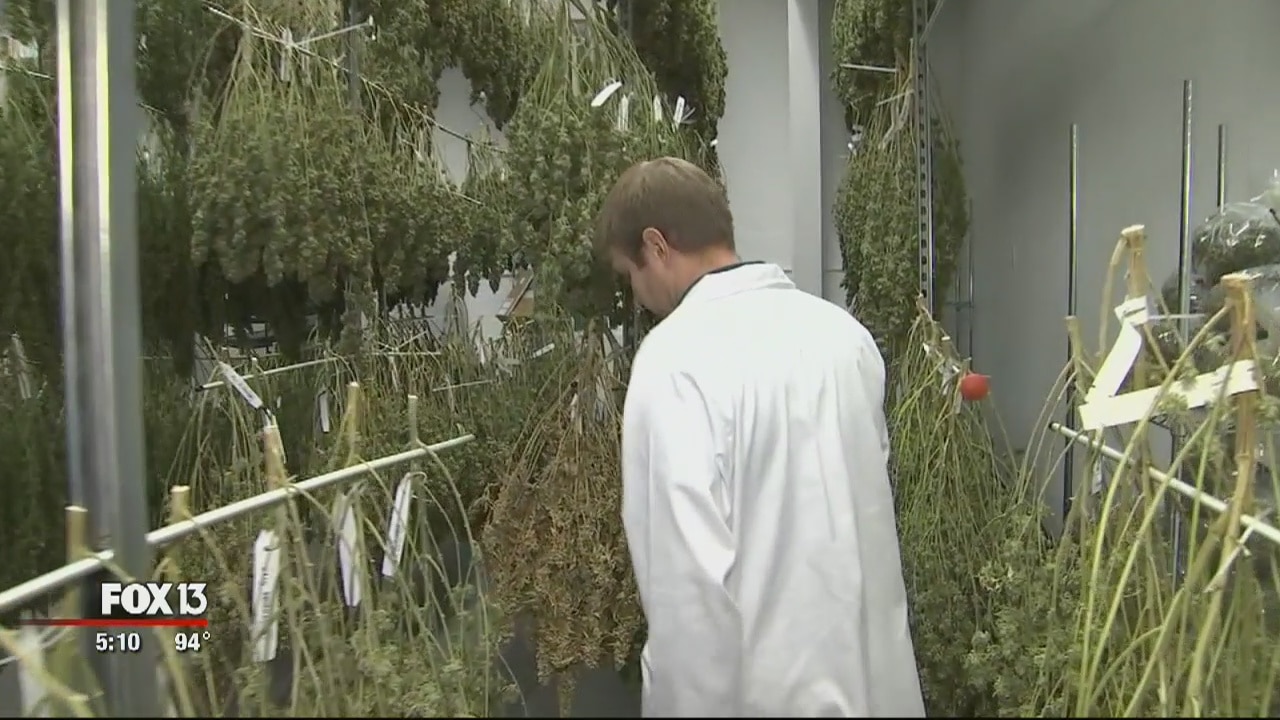 Behind the scenes of medical cannabis operation