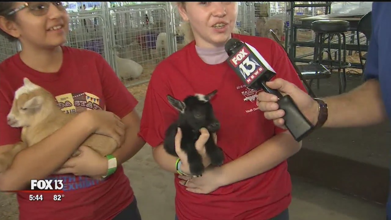 Livestock start at the Hillsborough Co. fair
